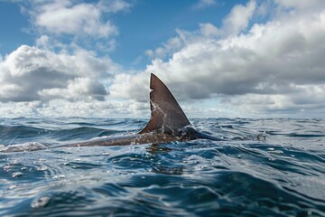 Fototapeta premium A close-up view of a shark fin breaking through the surface of the water