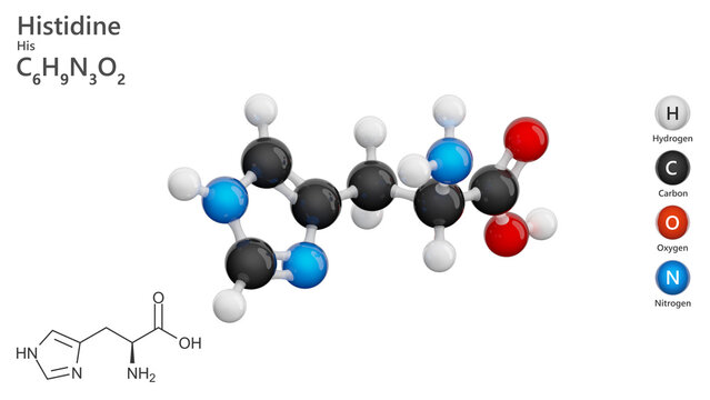Molecule: Histidine (His or H). Essential amino acid. Molecular structure. Formula: C6H9N3O2. Chemical model: Ball and stick. White background. 3D illustration.