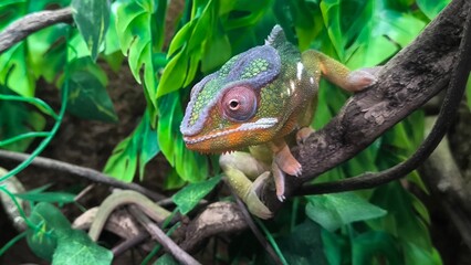The lizards are kept in a glass tank.