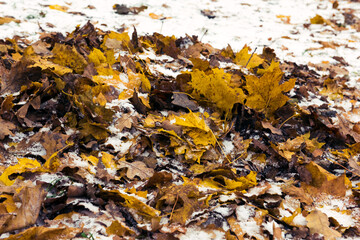 Autumn withered faded foliage on the forest ground, fall season, background carpet with wet leaves in snow