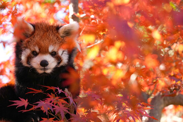 red panda and red leaves