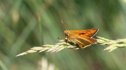 Essex skipper - Thymelicus lineola © jnakev