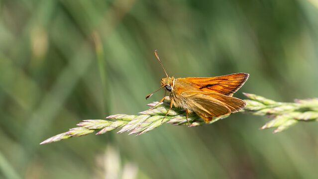 Essex skipper - Thymelicus lineola