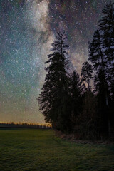 tree, forest, nightsky, stars, milkyway, universe, winter, clear, starry sky, star, god, jesus, faith, truth, landscape, nature