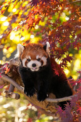 red panda and red leaves