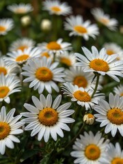 White daisy flowers close-up in a spring garden.