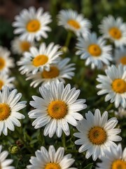 Obraz premium White daisy flowers close-up in a spring garden.