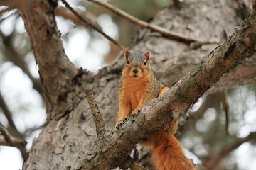 Fototapeta premium The fox squirrel (Sciurus niger), also known as the eastern fox squirrel or Bryant's fox squirrel, is the largest species of tree squirrel native to North America.