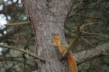 The fox squirrel (Sciurus niger), also known as the eastern fox squirrel or Bryant's fox squirrel, is the largest species of tree squirrel native to North America.