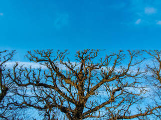 Obraz premium Dry tree cut on top forming a straight line. Copy space for text. Blue sky with few small white clouds.