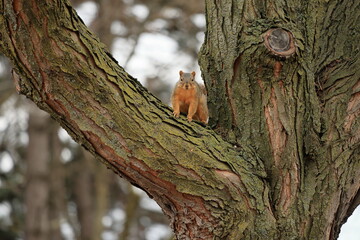 The fox squirrel (Sciurus niger), also known as the eastern fox squirrel or Bryant's fox squirrel, is the largest species of tree squirrel native to North America.
