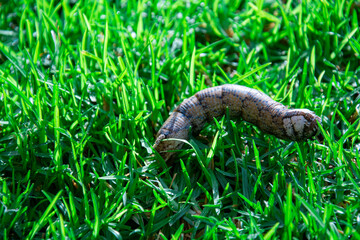 Earth worm crawling in the green grass on a summer day.