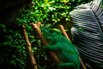 Close-up of a green colourful chameleon on a tree. His green vivid colour provide him an excellent camouflage in the tropical forest.