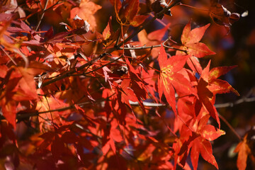 紅葉