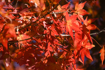 紅葉