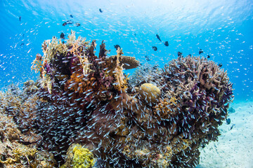渡嘉敷島　沖縄サンゴ　海　ダイビング　白い砂浜
水中の, サンゴ, 海, 魚, 礁, 水, 海, トロピカル, 