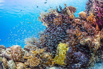 渡嘉敷島　沖縄サンゴ　海　ダイビング　白い砂浜
水中の, サンゴ, 海, 魚, 礁, 水, 海, トロピカル, 