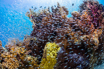 渡嘉敷島　ダイビング  海　慶良間　沖縄　デバスズメダイ　珊瑚礁　南国　遊び　絶景