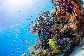 渡嘉敷島　ダイビング  海　慶良間　沖縄　デバスズメダイ　珊瑚礁　南国　遊び　絶景