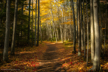 Obraz premium Serene pathway meandering through a Canadian forest in autumn, showcasing bright golden leaves and a peaceful atmosphere perfect for outdoor activities.