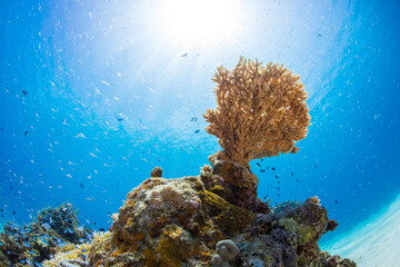 海　沖縄　青い　慶良間