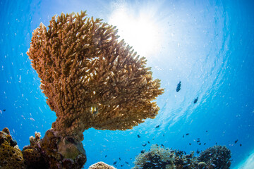 慶良間　サンゴ  太陽