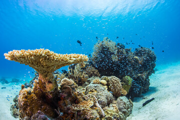 渡嘉敷島　沖縄サンゴ　海　ダイビング　白い砂浜
水中の, サンゴ, 海, 魚, 礁, 水, 海, トロピカル, 
