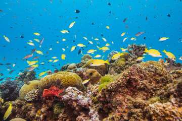 海　沖縄　青い　慶良間