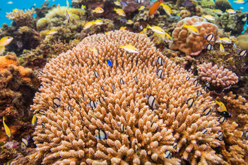 海　沖縄　青い　慶良間