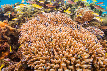 海　沖縄　青い　慶良間