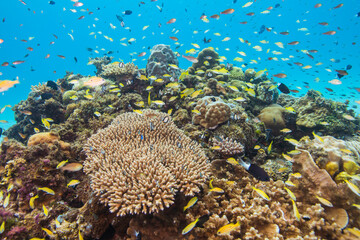 渡嘉敷島　沖縄サンゴ　海　ダイビング　白い砂浜
水中の, サンゴ, 海, 魚, 礁, 水, 海, トロピカル, 