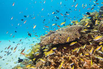 渡嘉敷島　沖縄サンゴ　海　ダイビング　白い砂浜
水中の, サンゴ, 海, 魚, 礁, 水, 海, トロピカル, 