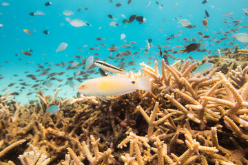 サンゴ  オキナワ　ベラ沖縄