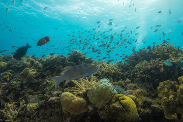 渡嘉敷島　沖縄サンゴ　海　ダイビング　白い砂浜