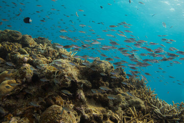 Okinawa Kerama Japan