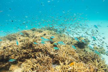 サンゴ  オキナワ沖縄