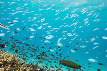 デバスズメダイ