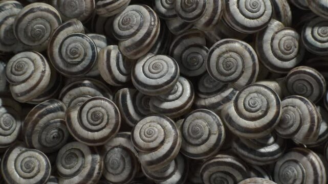 Many empty shells of Eastern Heath Snail - Xerolenta obvia. Macro shot. 