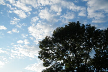 big tree with leaves and branches on background blue sky and clouds countryside with very small bird in the center in nature outdoor picture