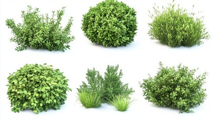 A collection of diverse plant species on a clean white background