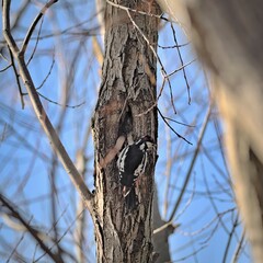 Great spotted woodpecker (Dendrocopos major) in autumn.