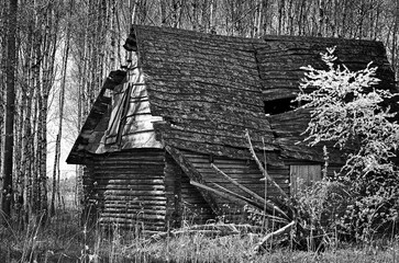 Abandoned, old barn on the edge of the forest. © Adam