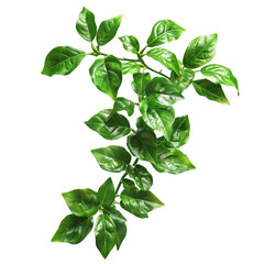 Green Plant Isolated on Transparent Background