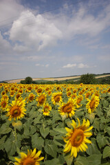 Obraz premium Sunflower Blooming in the Field: A Ray of Summer Sunshine
