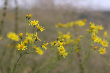 Summer Bloom: Nature Flourishing Beyond the City