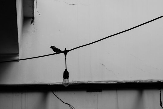 bird on a wire