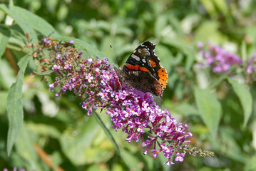 Red admiral butterfly (Vanessa Atalanta) perched on summer lilac in Zurich, Switzerland