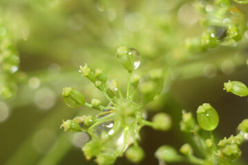 Summer Bloom: Nature Flourishing Beyond the City