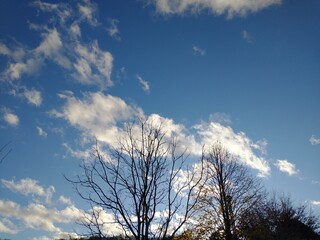 Leafless Trees with blue sky and clouds in autumn winter