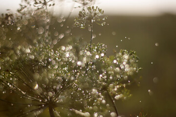 Flowers After the Rain: Nature's Refreshed Beauty